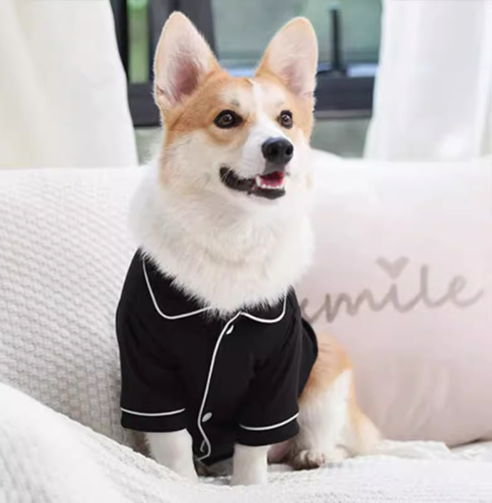 Dog wearing a black outfit sitting on a couch with a 'smile' pillow.