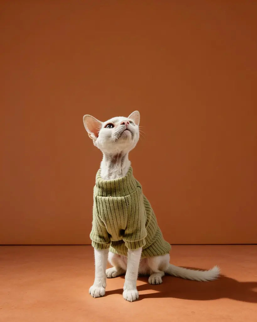 White Sphynx cat wearing an olive green ribbed polar fleece sweater