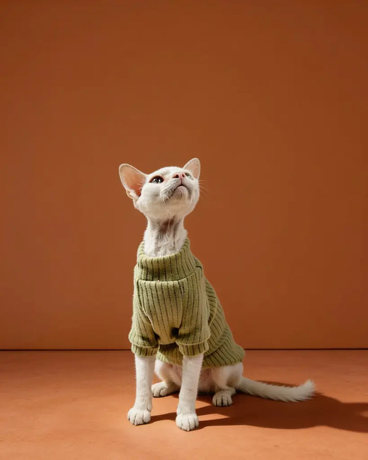 White Sphynx cat wearing an olive green ribbed polar fleece sweater