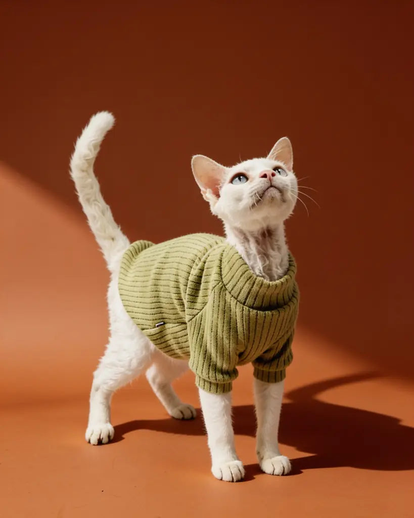 White Sphynx cat wearing an olive green ribbed polar fleece sweater