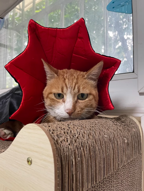 Dracula Pet Halloween Costume