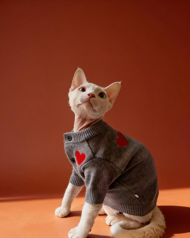 Cat wearing a gray sweater with red hearts on a bed