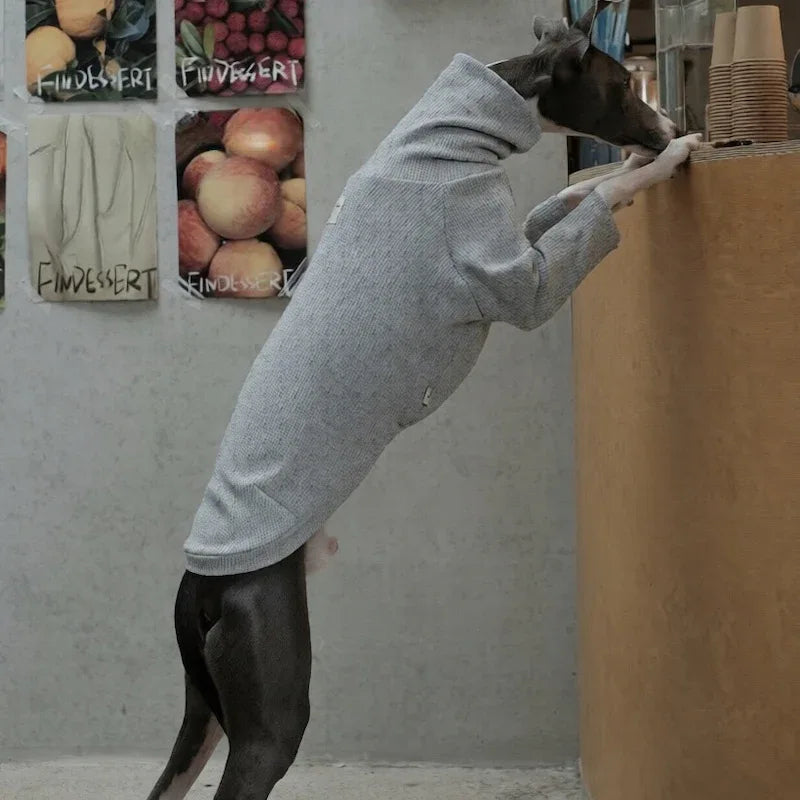 Highneck Slim Fit Base Sweater for Italian Greyhound and Whippet