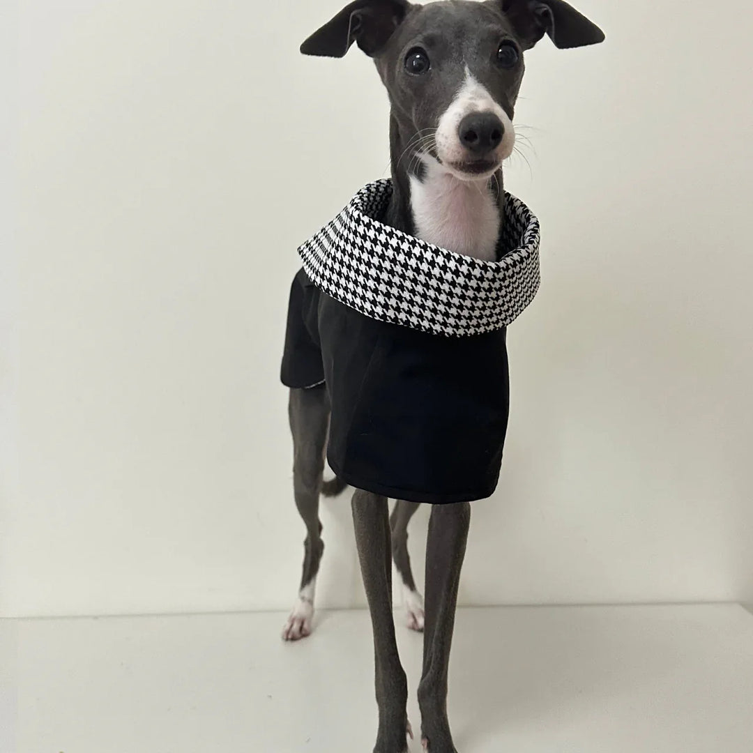 Dog wearing a black coat with a houndstooth patterned collar on a white background