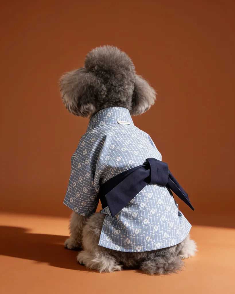 A small gray poodle wearing a light blue and white patterned kimono-style dog jacket with a dark navy harness.