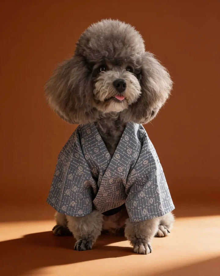 A small gray poodle wearing a light blue and white patterned kimono-style dog jacket with a dark navy harness.