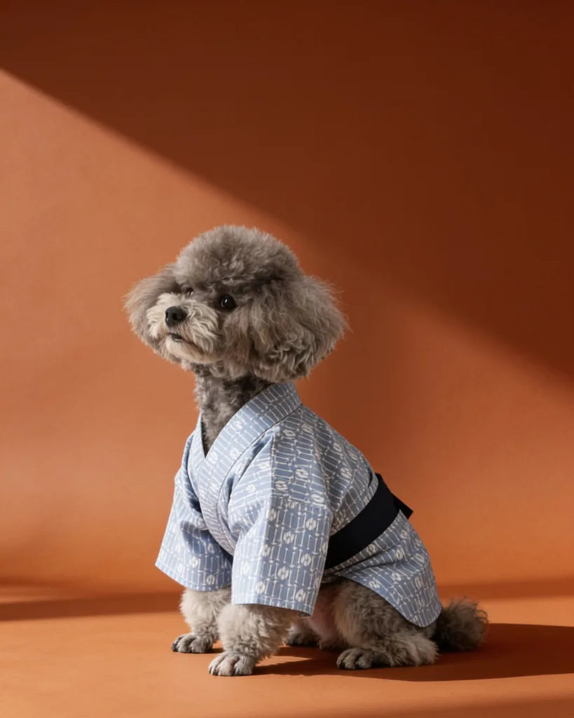A small gray poodle wearing a light blue and white patterned kimono-style dog jacket with a dark navy harness.
