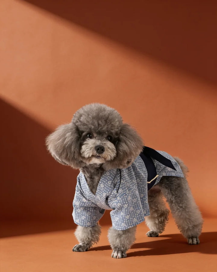 A small gray poodle wearing a light blue and white patterned kimono-style dog jacket with a dark navy harness.