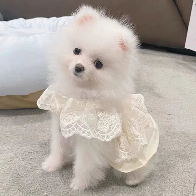 Princess Korean Style Lace Dress for Cat and Small Dog