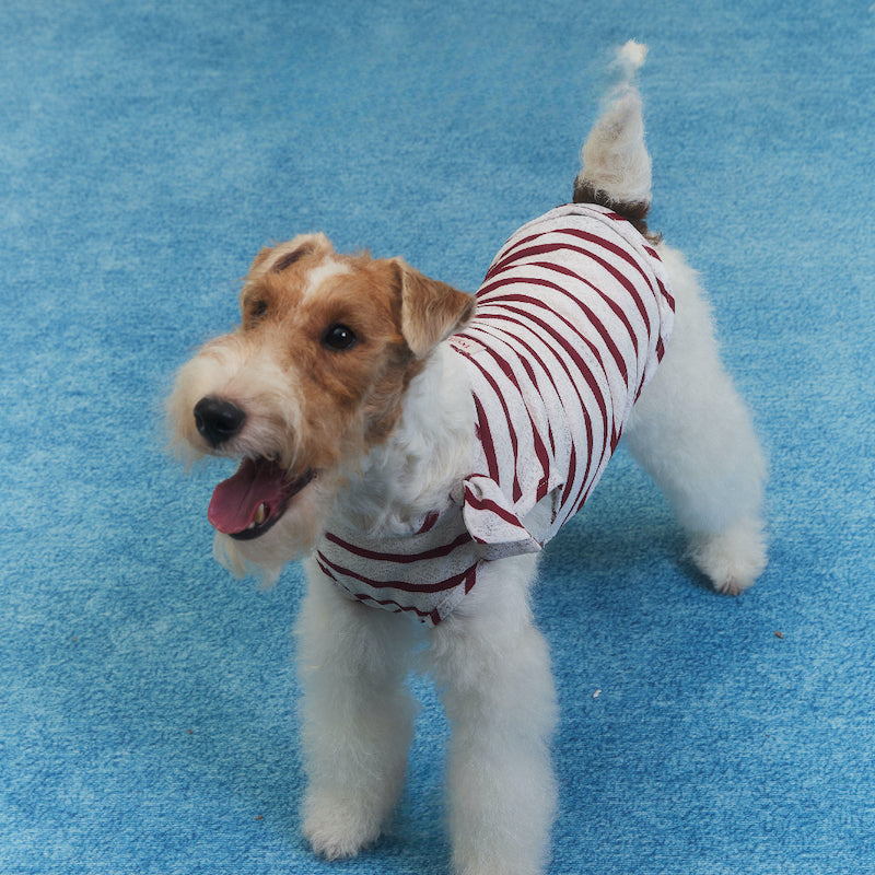Laced Stripy Matching Pet Tee and Owner Socks