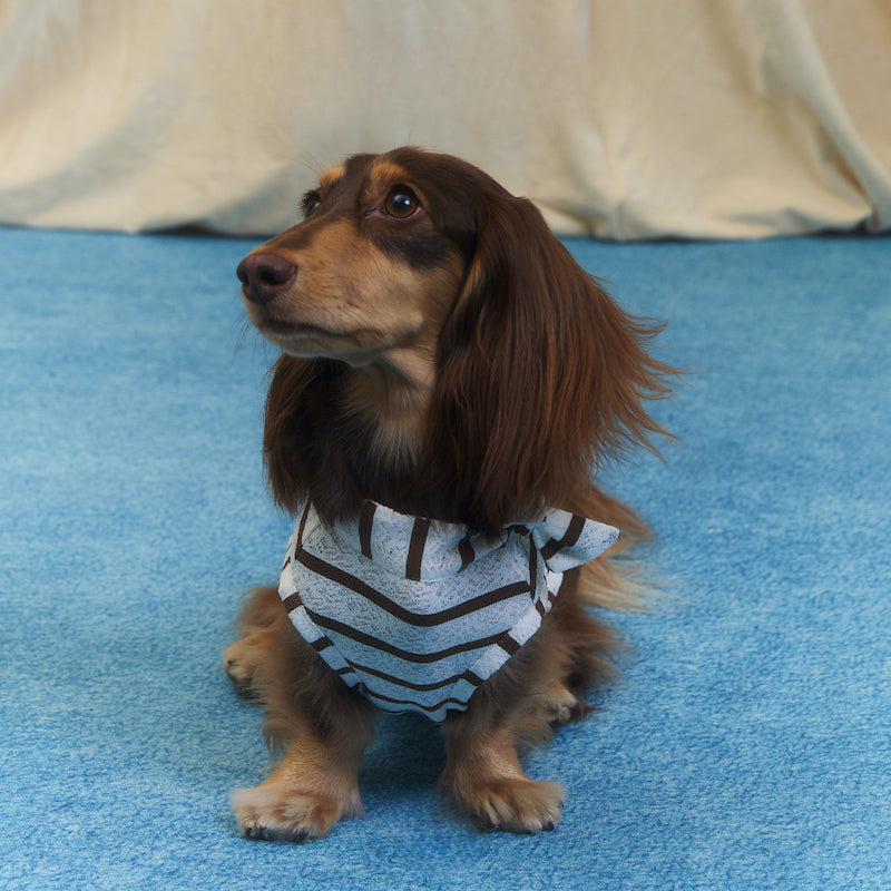 Laced Stripy Matching Pet Tee and Owner Socks