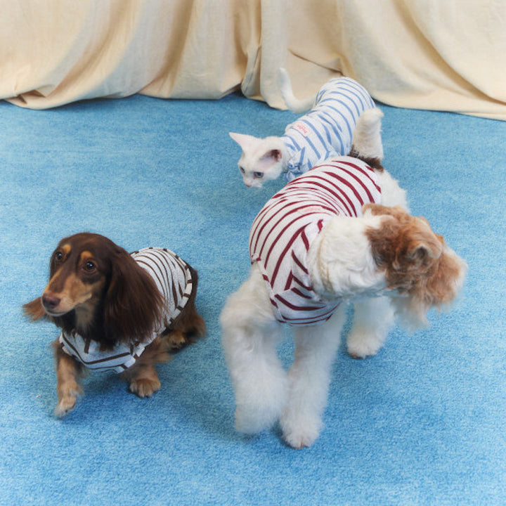 Laced Stripy Matching Pet Tee and Owner Socks