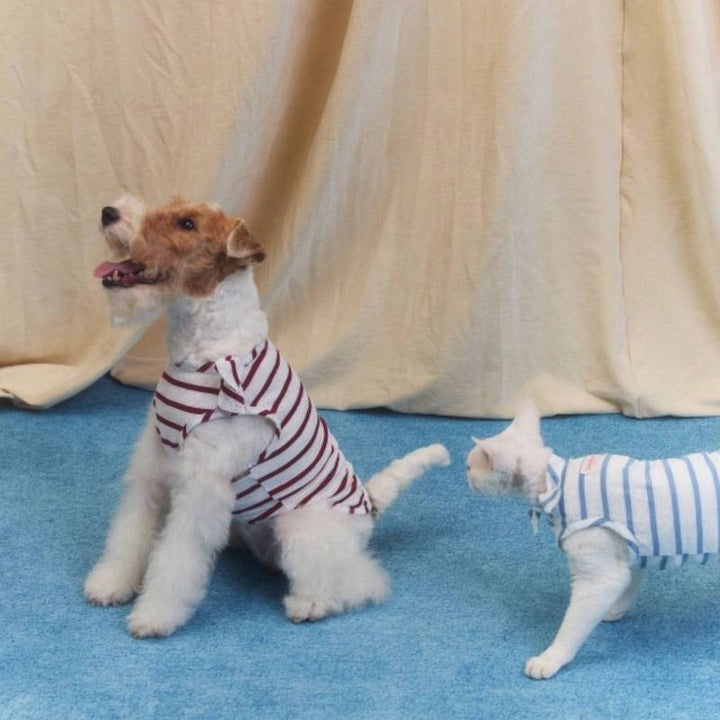 Laced Stripy Matching Pet Tee and Owner Socks