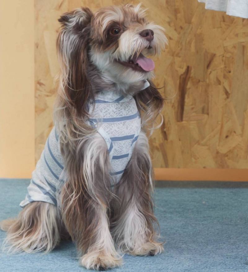 Laced Stripy Matching Pet Tee and Owner Socks