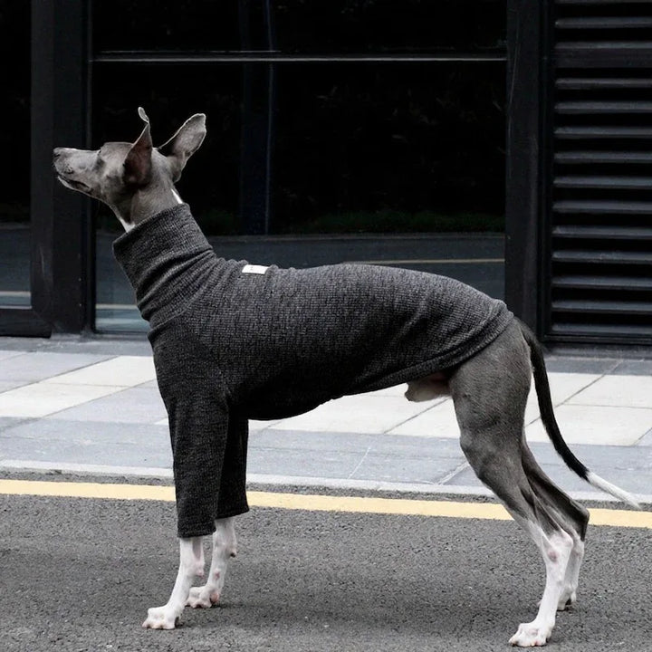 Highneck Slim Fit Base Sweater for Italian Greyhound and Whippet