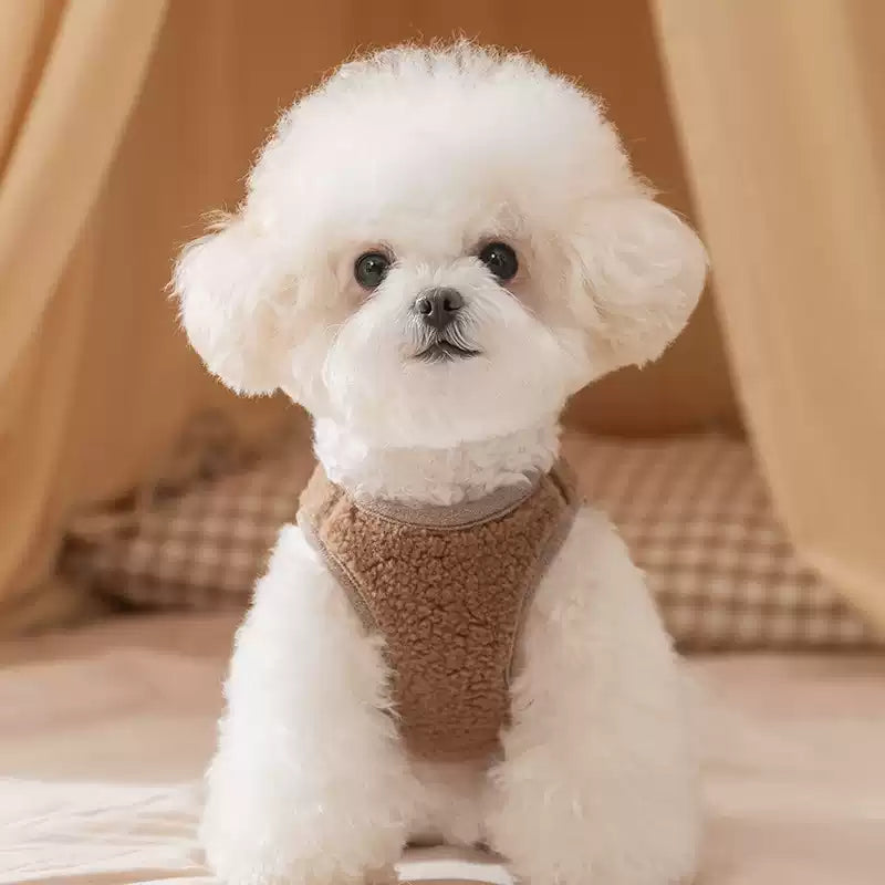 Small white dog wearing a brown jacket sitting on a wooden floor with a beige curtain in the background.