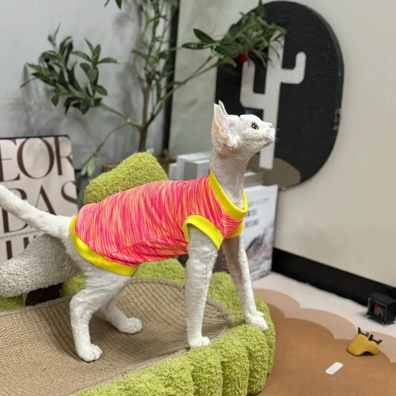 Cat wearing a colorful striped shirt in an indoor setting with plants and decor.