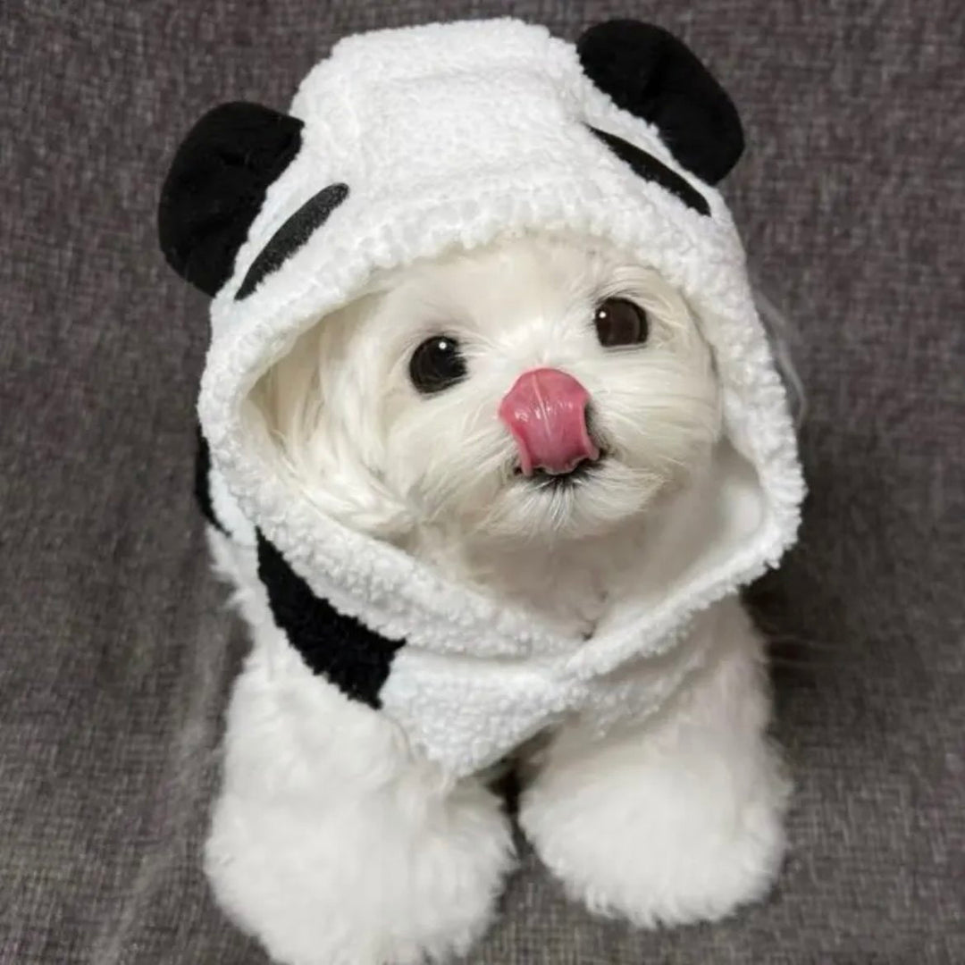 Small white dog wearing a panda costume on a gray background