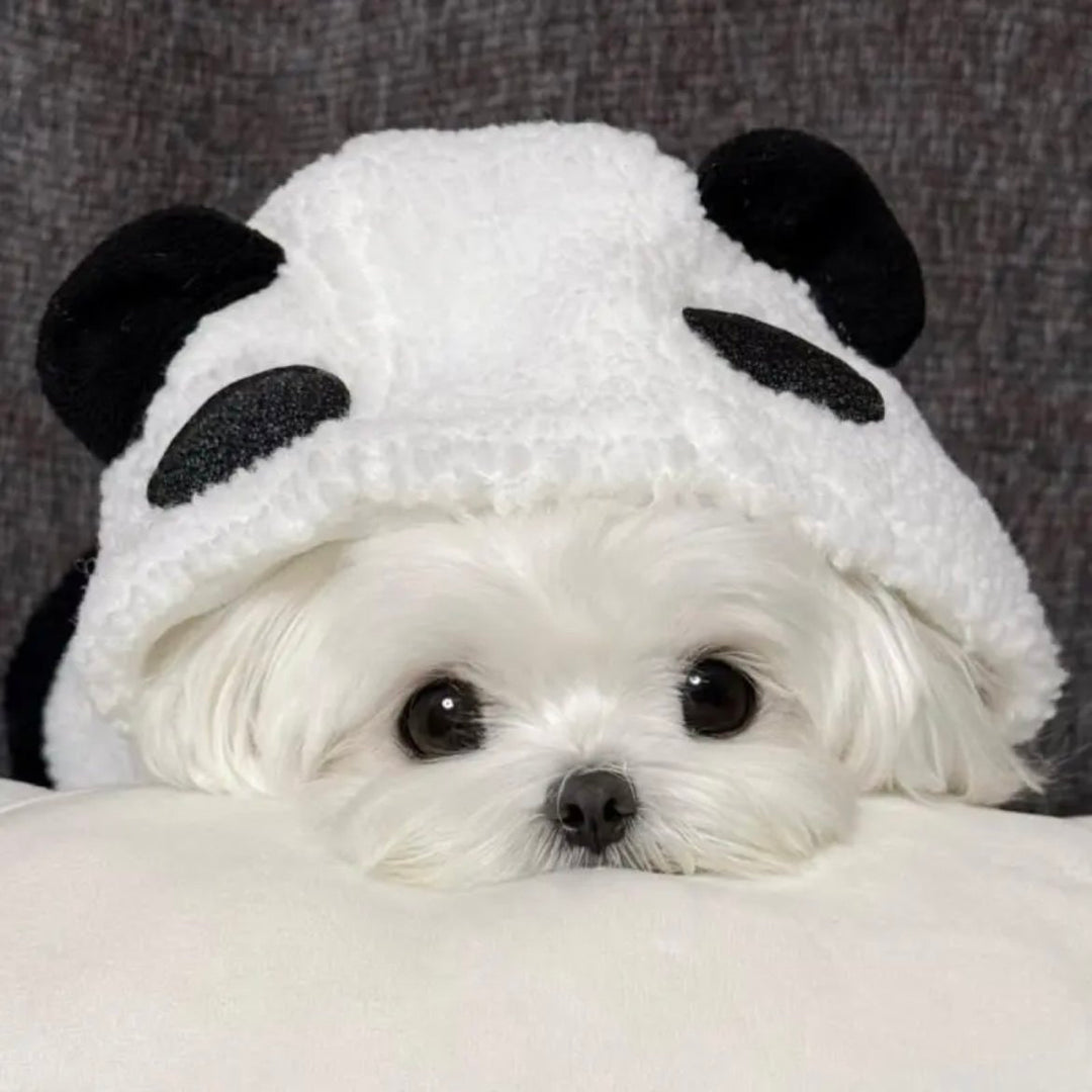 Small white dog wearing a panda hoodie on a gray background