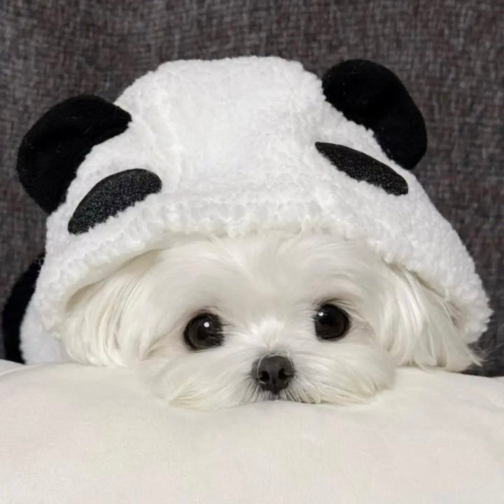 Small white dog wearing a panda hoodie on a gray background