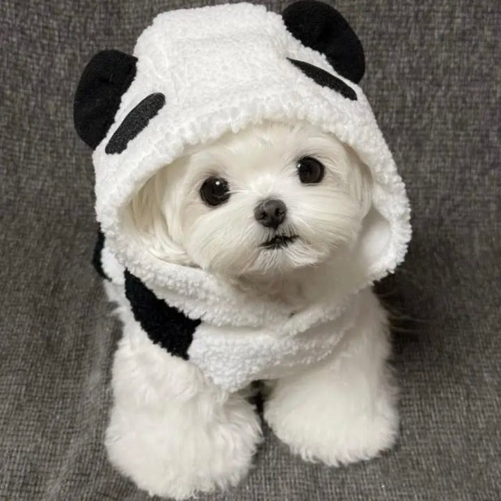 Small dog wearing a panda costume on a gray background