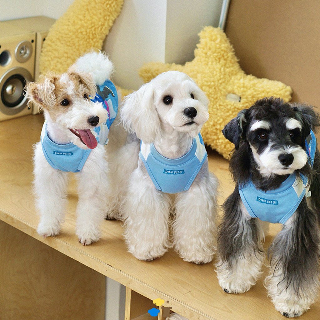 Paws &amp; Pals Adventure Dog and Owner Matching Tee Shirts