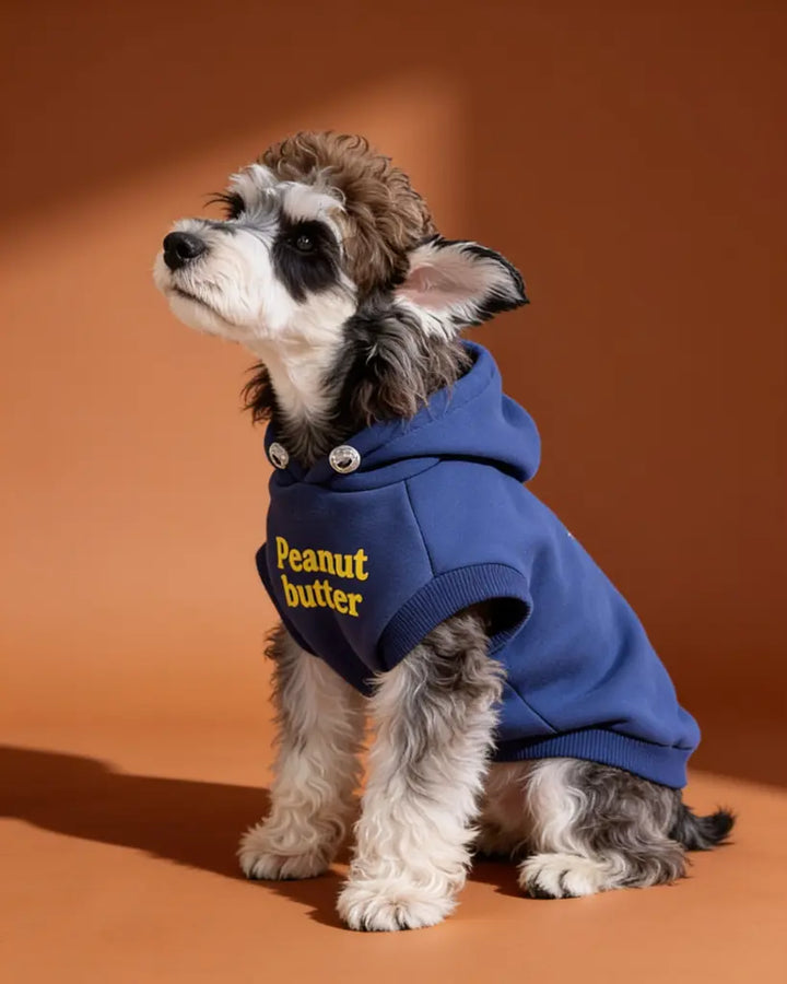 Small dog wearing a blue hooded cotton fleece pet sweater