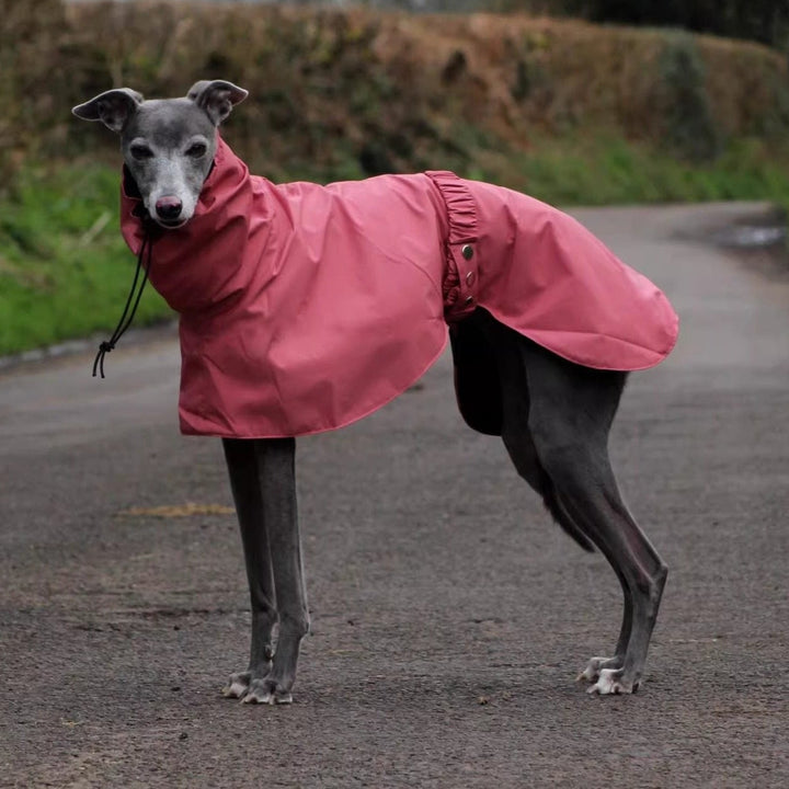 Dog wearing a pink raincoat standing on a road with greenery in the background