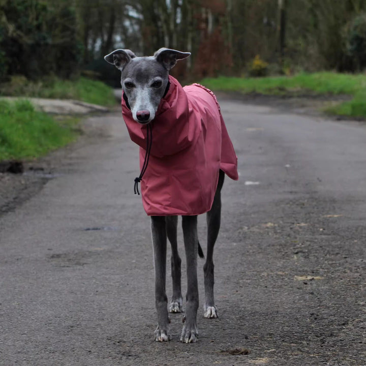 Pink Dog Outing Waterproof Raincoat
