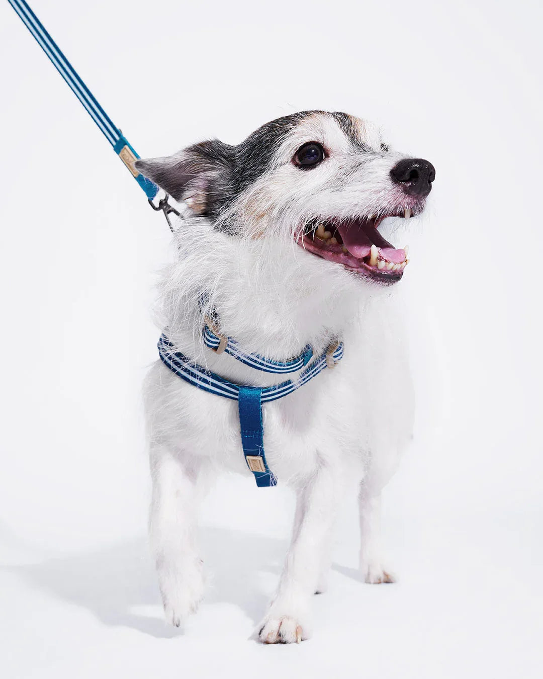 Prynwan Prynometry Adjustable Leash Blue