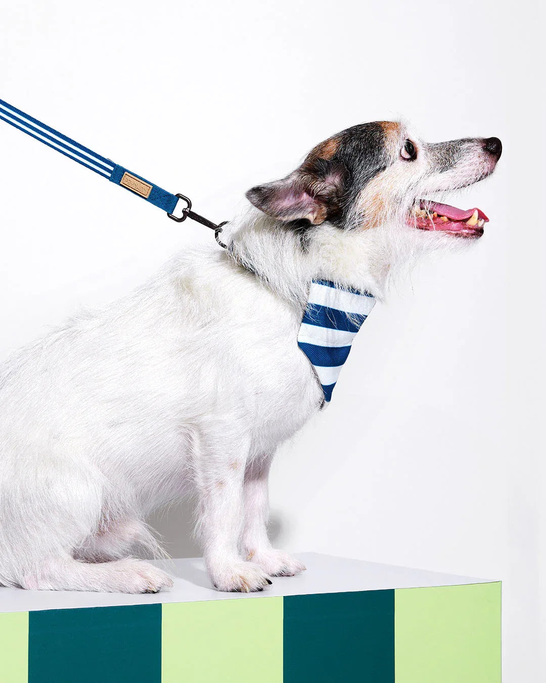 Prynwan Prynometry Adjustable Leash Blue