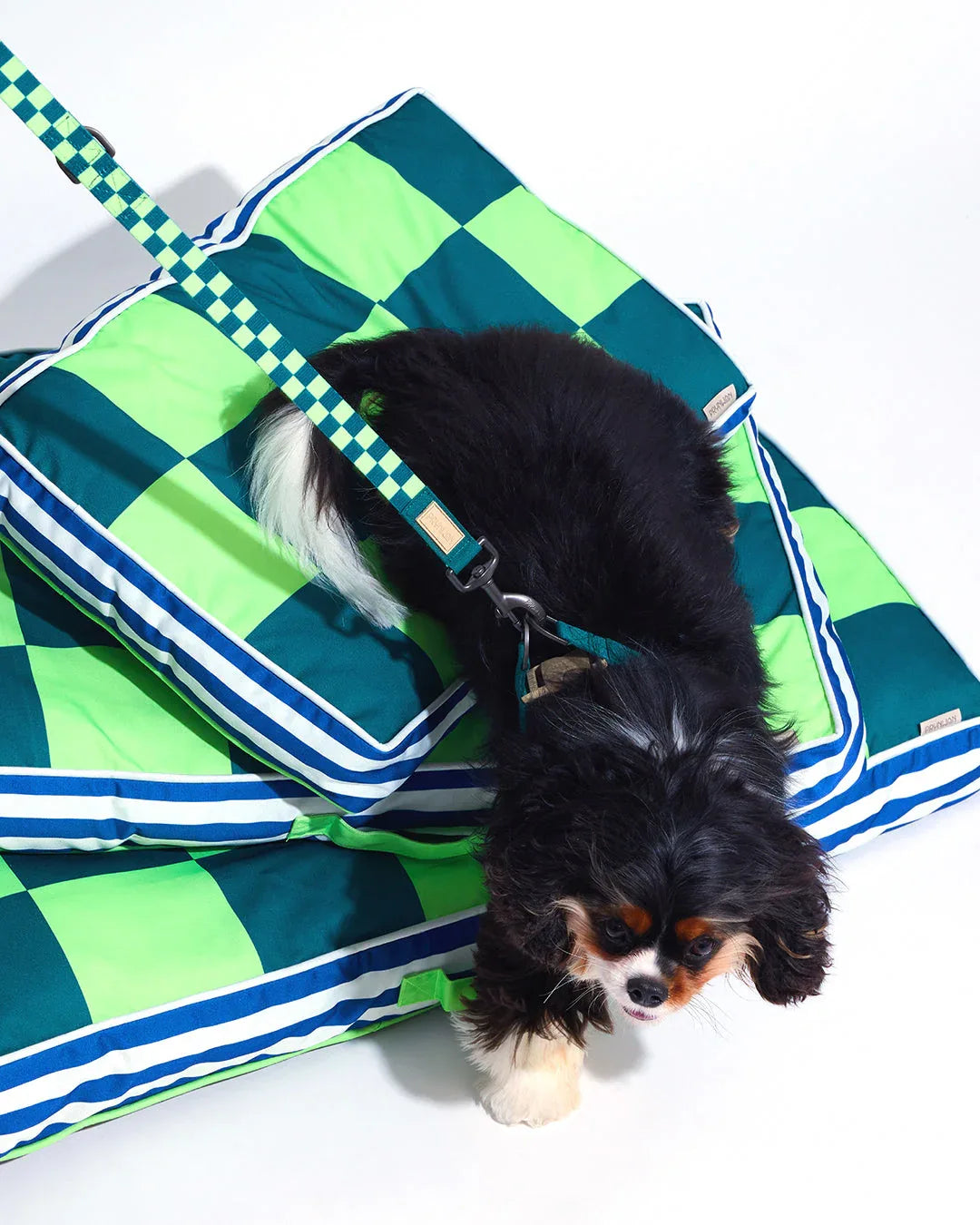 Prynwan Prynometry Adjustable Leash Checkered Green
