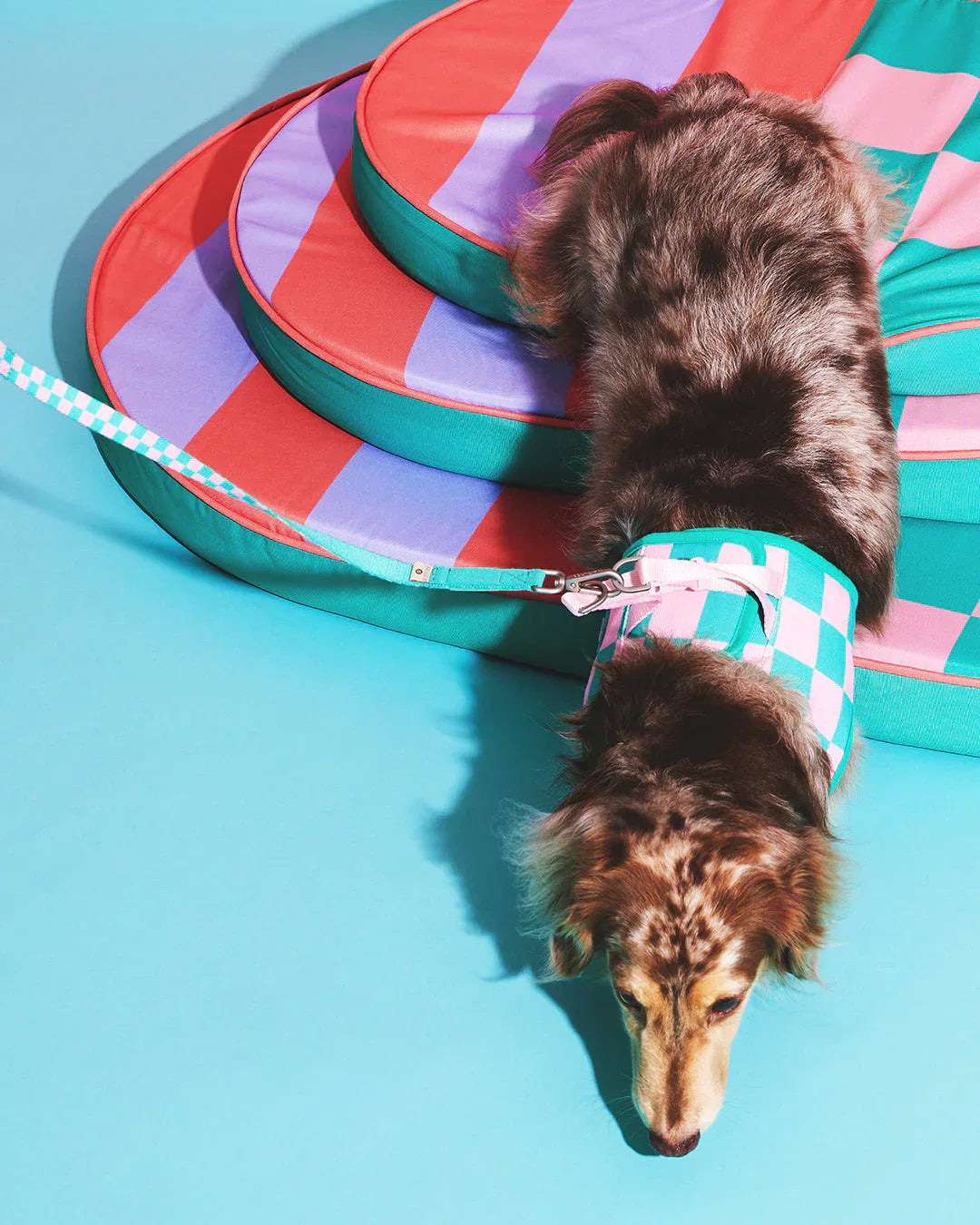 Prynwan Prynometry Adjustable Leash Green Pink
