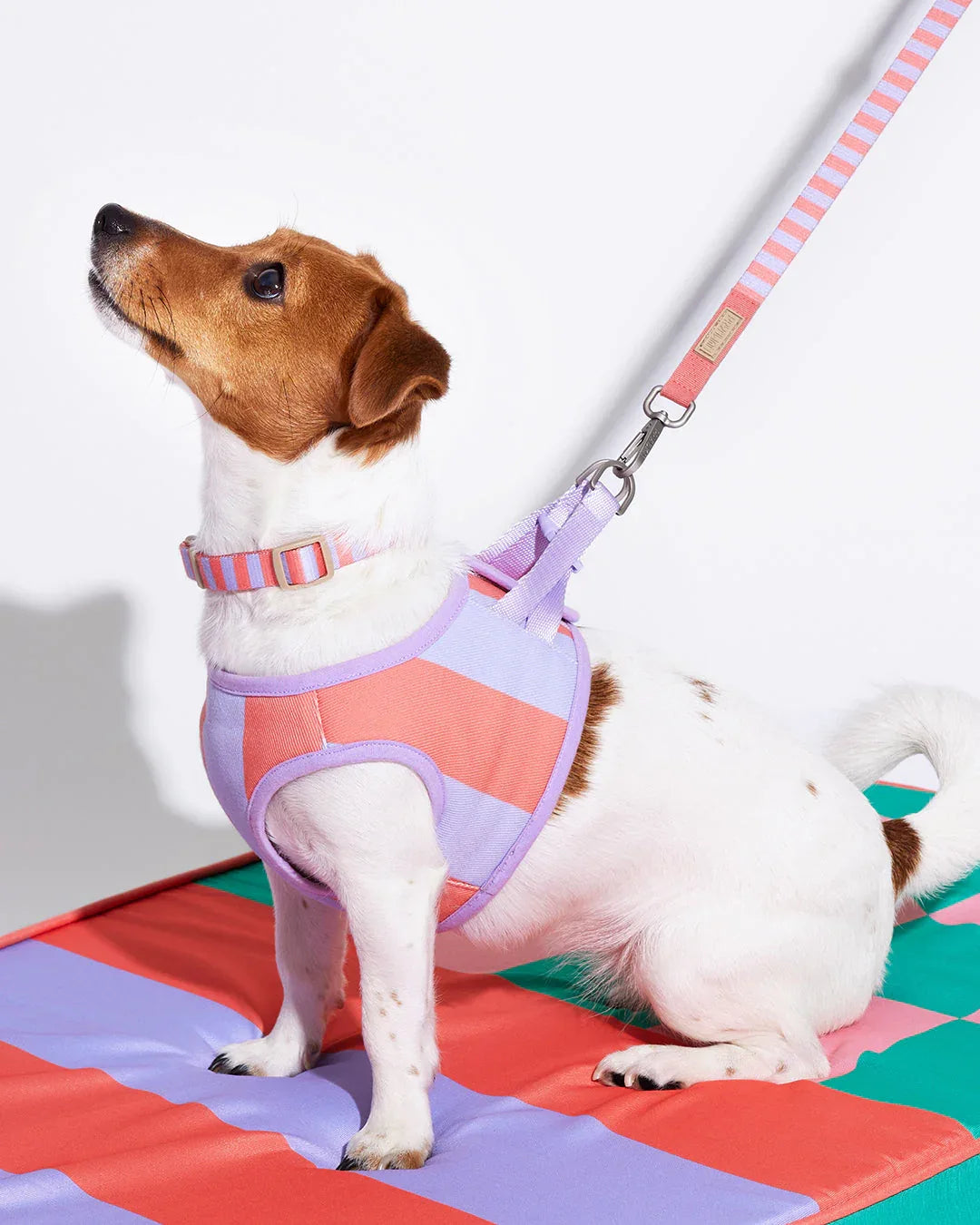 Prynwan Prynometry Adjustable Leash Purple Pink