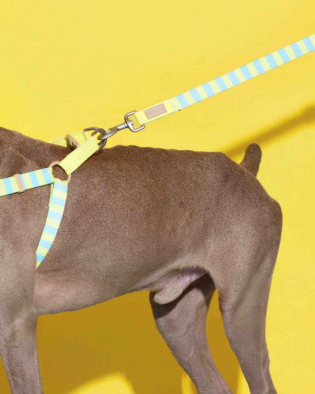 Prynwan Prynometry Adjustable Leash Yellow Baby Blue
