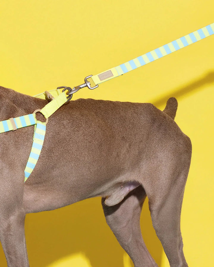 Prynwan Prynometry Adjustable Leash Yellow Baby Blue