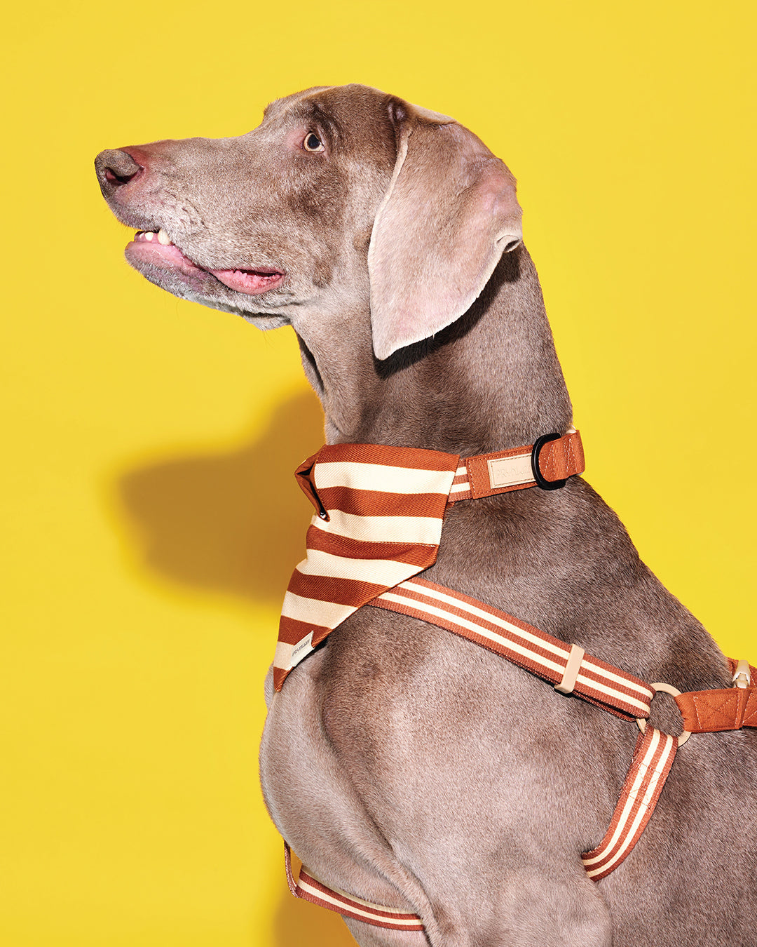 Prynwan Prynometry Quick Release Collar Brown Beige
