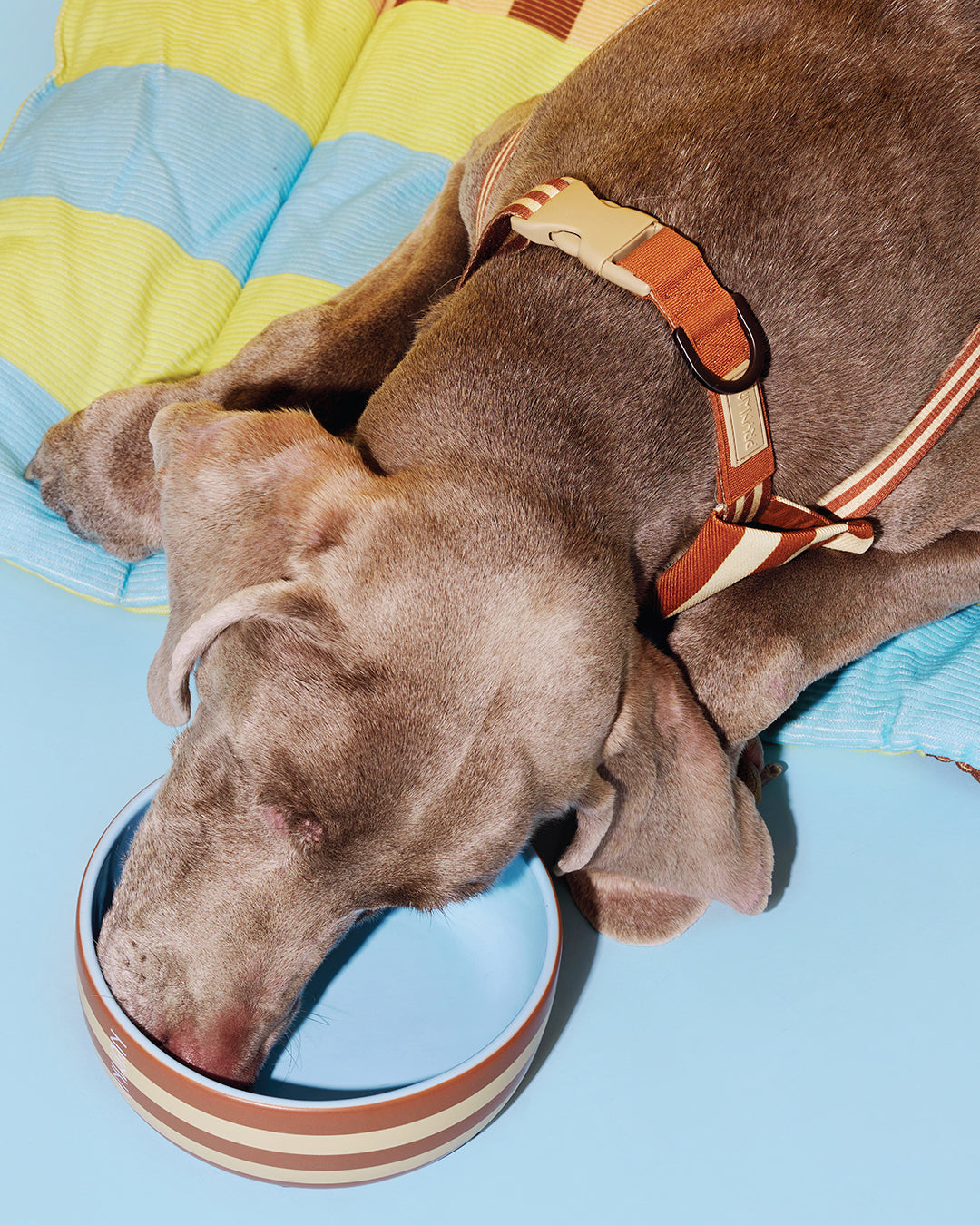 Prynwan Prynometry Quick Release Collar Brown Beige