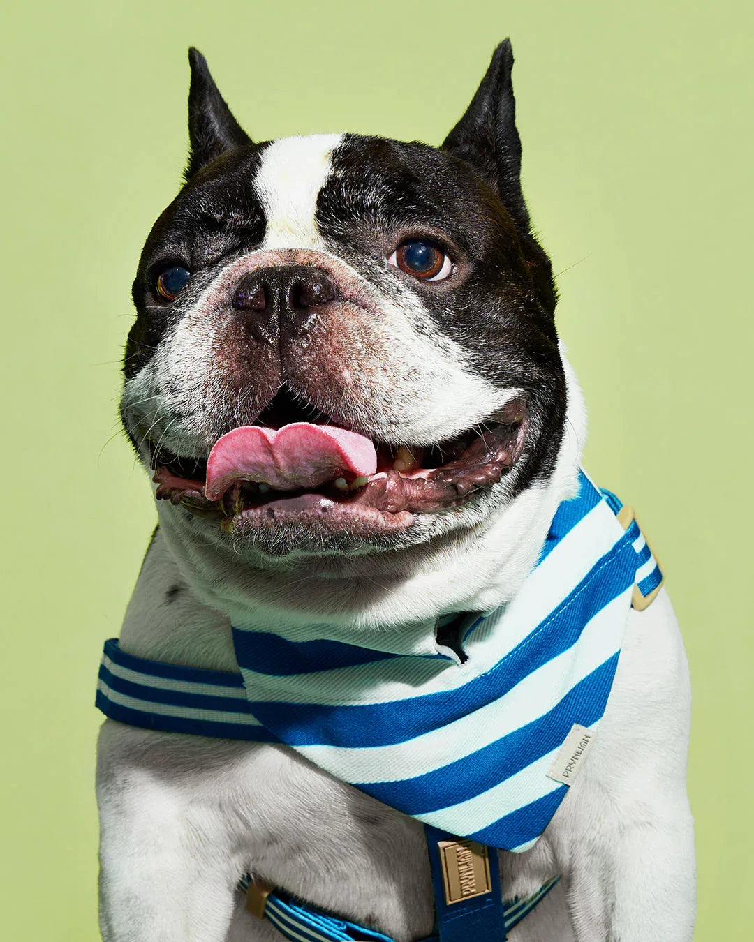 Prynwan Prynometry Step-In Harness Blue