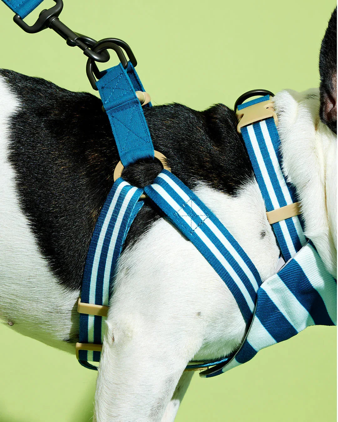 Prynwan Prynometry Step-In Harness Blue