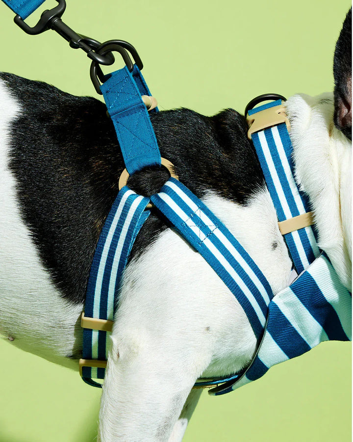 Prynwan Prynometry Step-In Harness Blue