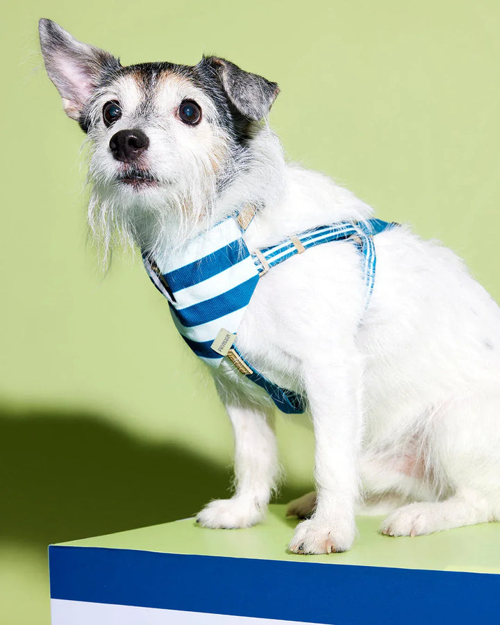 Prynwan Prynometry Step-In Harness Blue