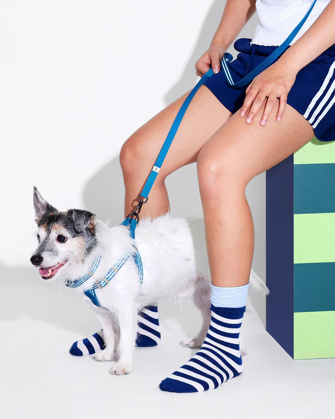 Prynwan Prynometry Step-In Harness Blue