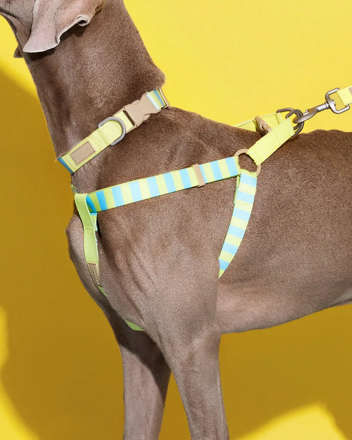 Prynwan Prynometry Step-In Harness Yellow Baby Blue