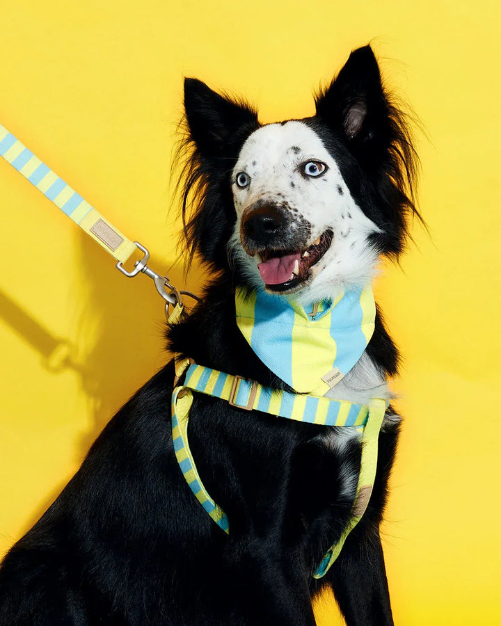 Prynwan Prynometry Step-In Harness Yellow Baby Blue