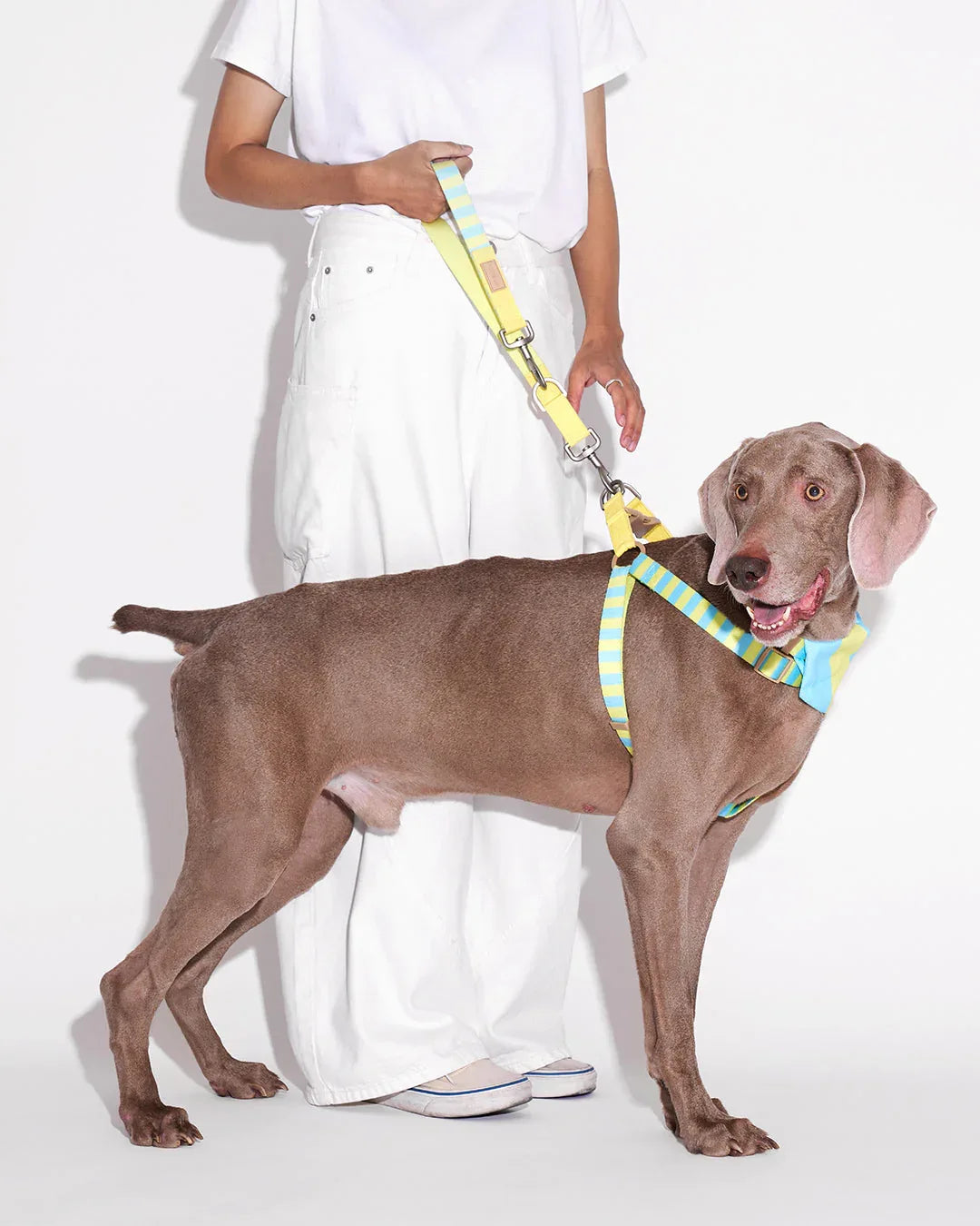 Prynwan Prynometry Step-In Harness Yellow Baby Blue