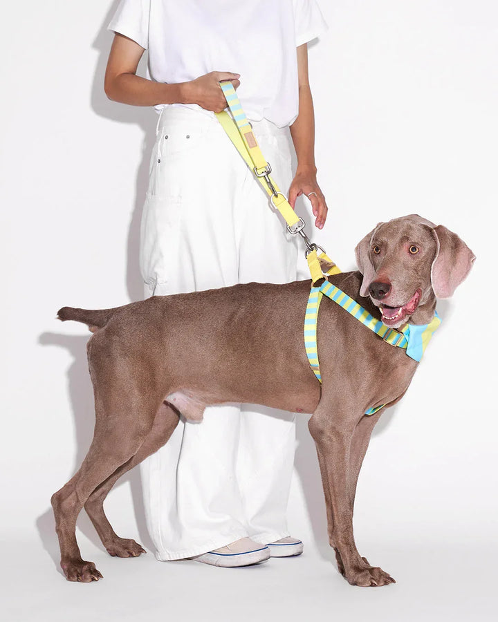 Prynwan Prynometry Step-In Harness Yellow Baby Blue