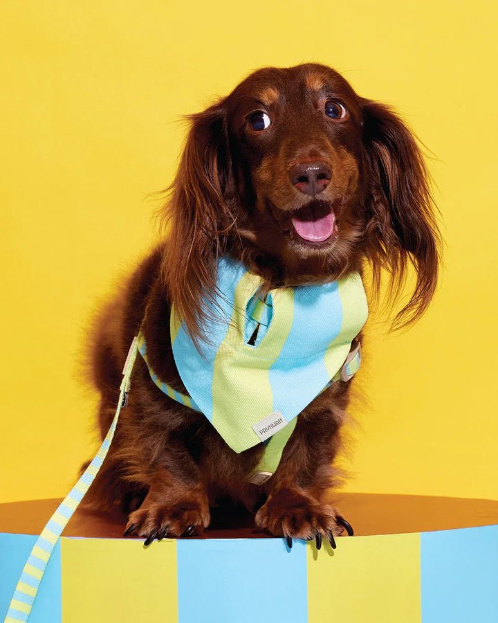 Prynwan Prynometry Triangle Bandana Yellow Baby Blue