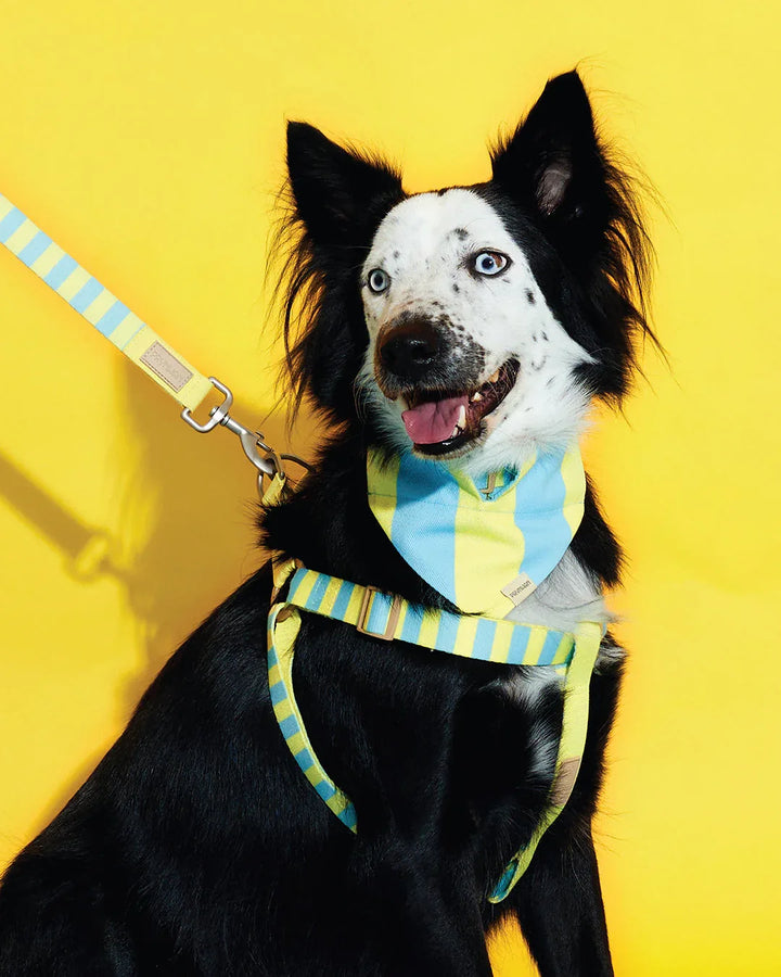 Prynwan Prynometry Triangle Bandana Yellow Baby Blue