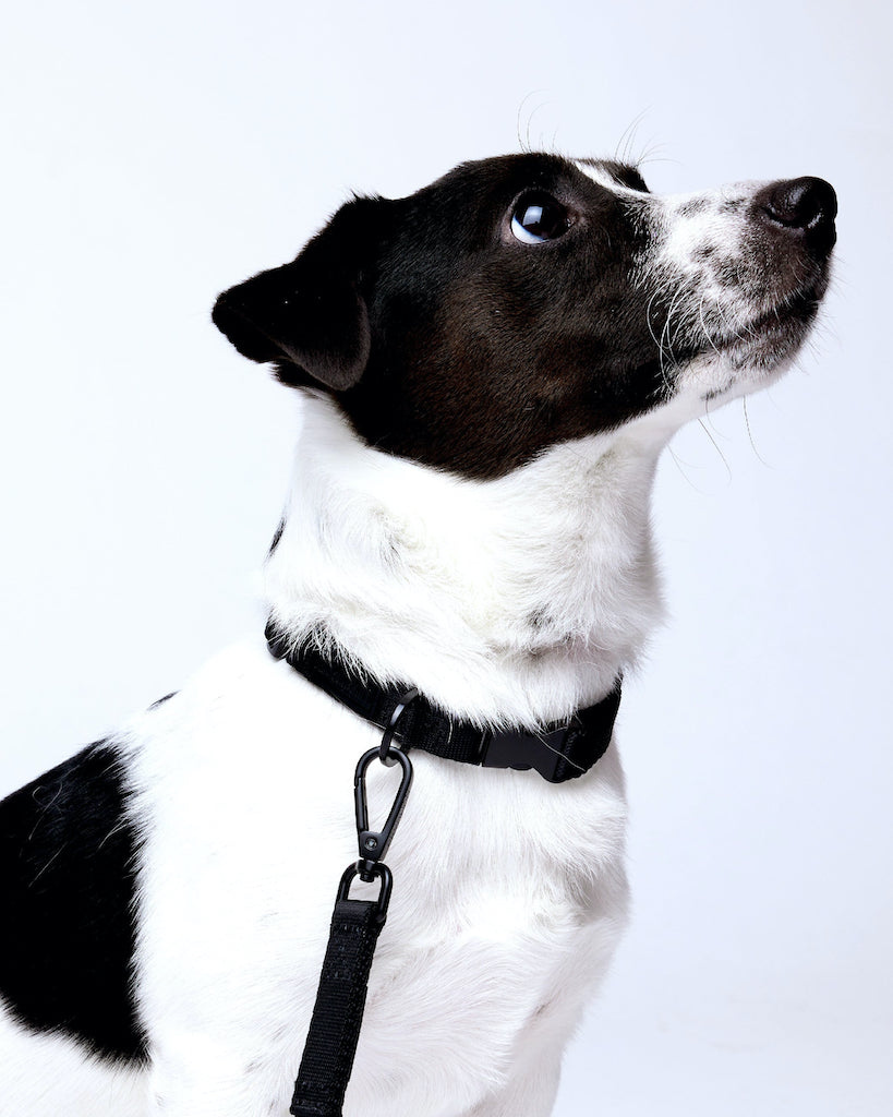 Prynwan Tone On Tone Quick Release Collar Black